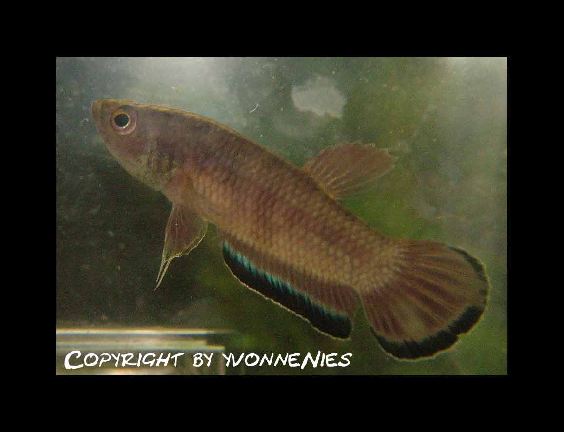 Verrückt nach Fisch: Betta simplex, der Krabi-Kampffisch