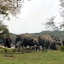 Стотици слонове се прощават със загиналия си водач (видео)