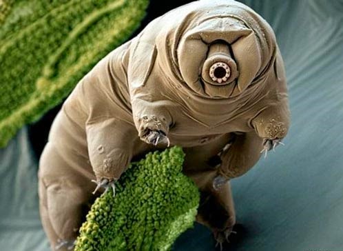 https://3.bp.blogspot.com/-QJa5uLdUQFs/VUTZPjyC3DI/AAAAAAAABFU/rP4KDCximmc/s1600/Tardigrados_2.jpg