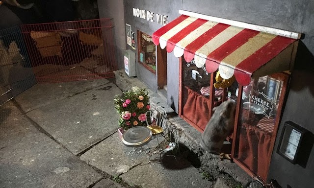 【趣聞】瑞典街頭的迷你小店 服務的對象竟是牠？