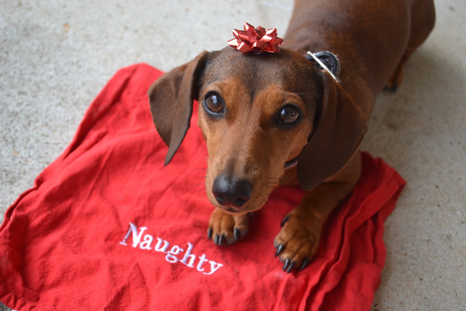 Dachshund Nola Christmas Header Outtakes
