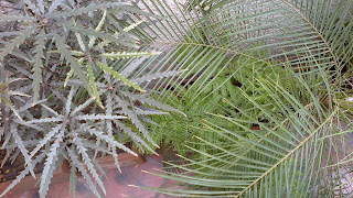 Reverdir **JARDINERIA Y PAISAJISMO**: Plantas de interior