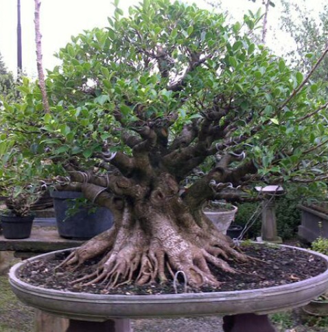 Harga Bonsai kimeng Termahal