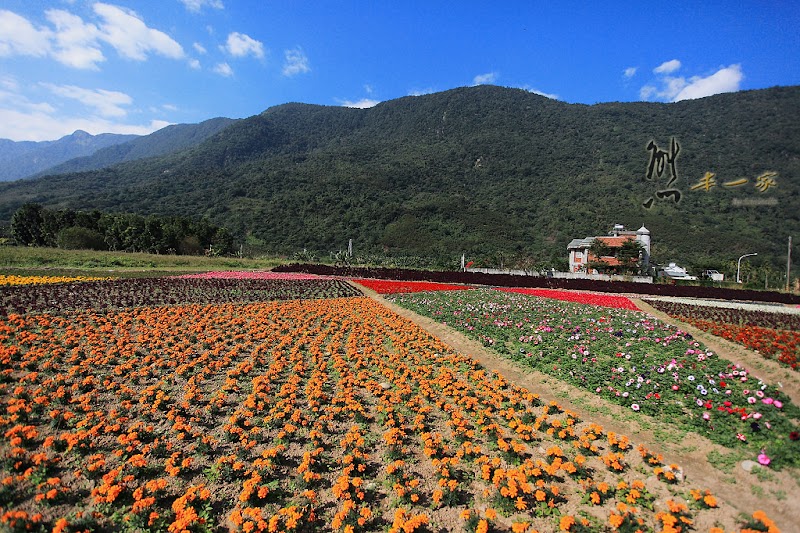 彩虹花海