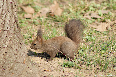 Veverita Sciurus vulgaris Red Squirrel Scoiattolo Écureuilroux Eichhörnchen Európai mókus