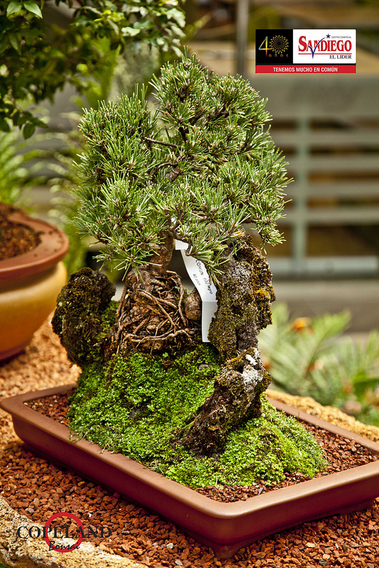 BONSAI COLOMBIA Expo Bonsai Medellin.
