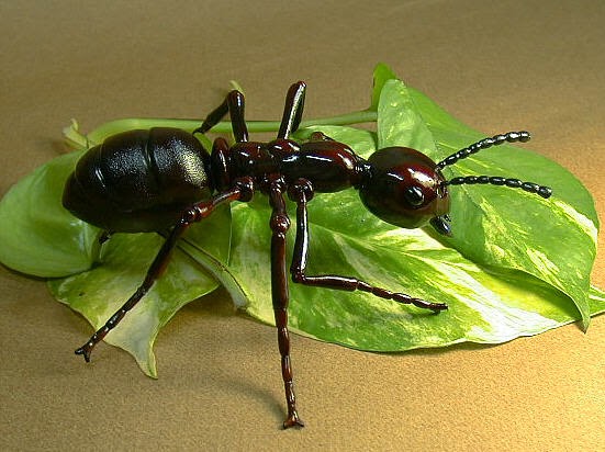 Por qué las hormigas construyen hormigueros y cuáles son sus beneficios? -  Quora