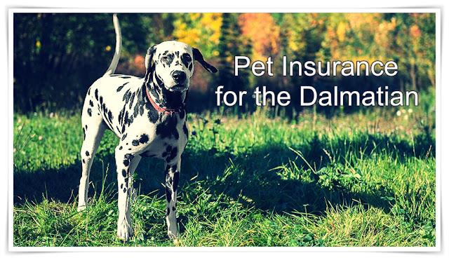 Pet Insurance for the Dalmatian