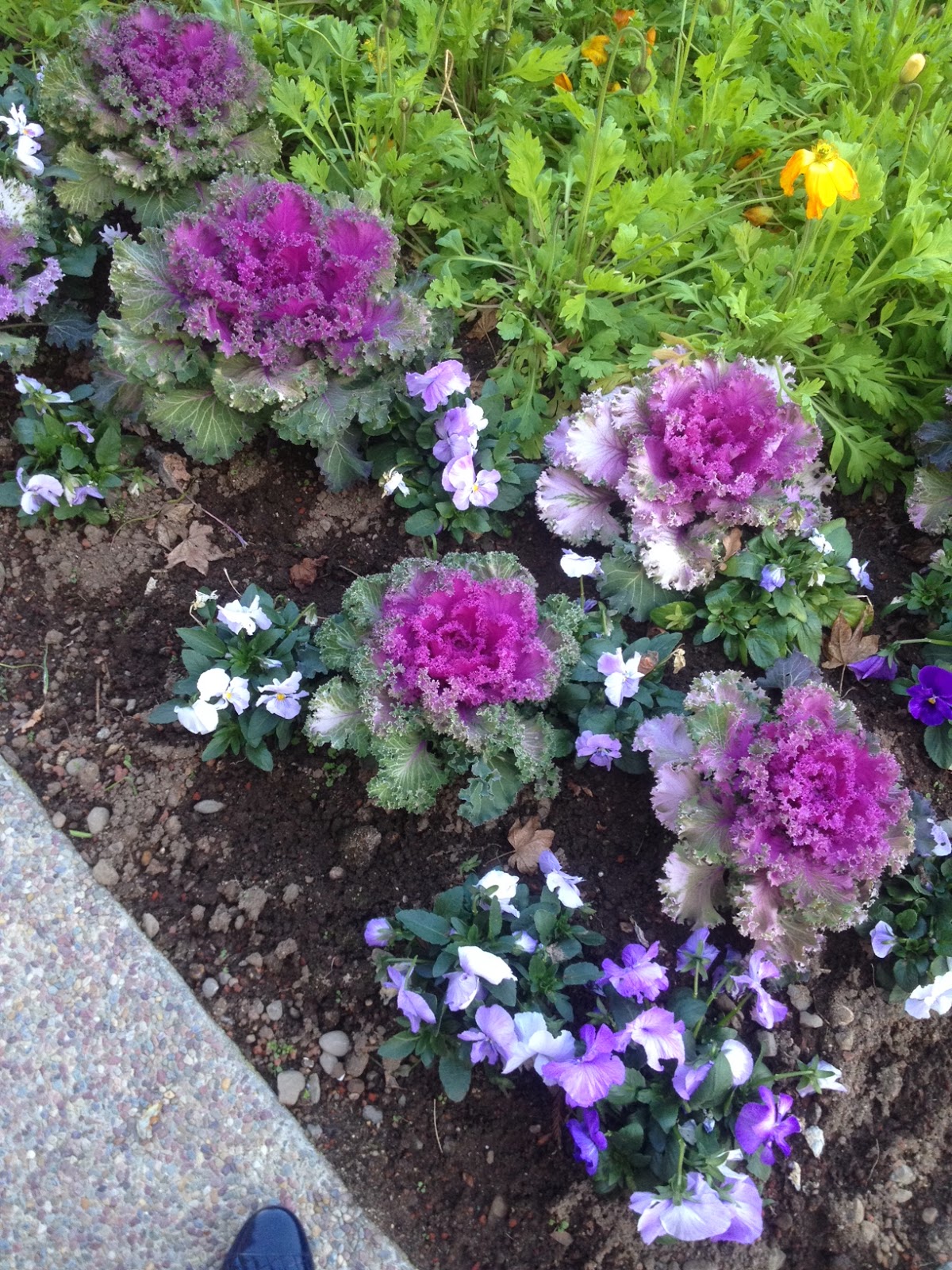 The Fabulous Campaign Why I don't eat kale.