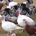 Turkey Feathers Colors