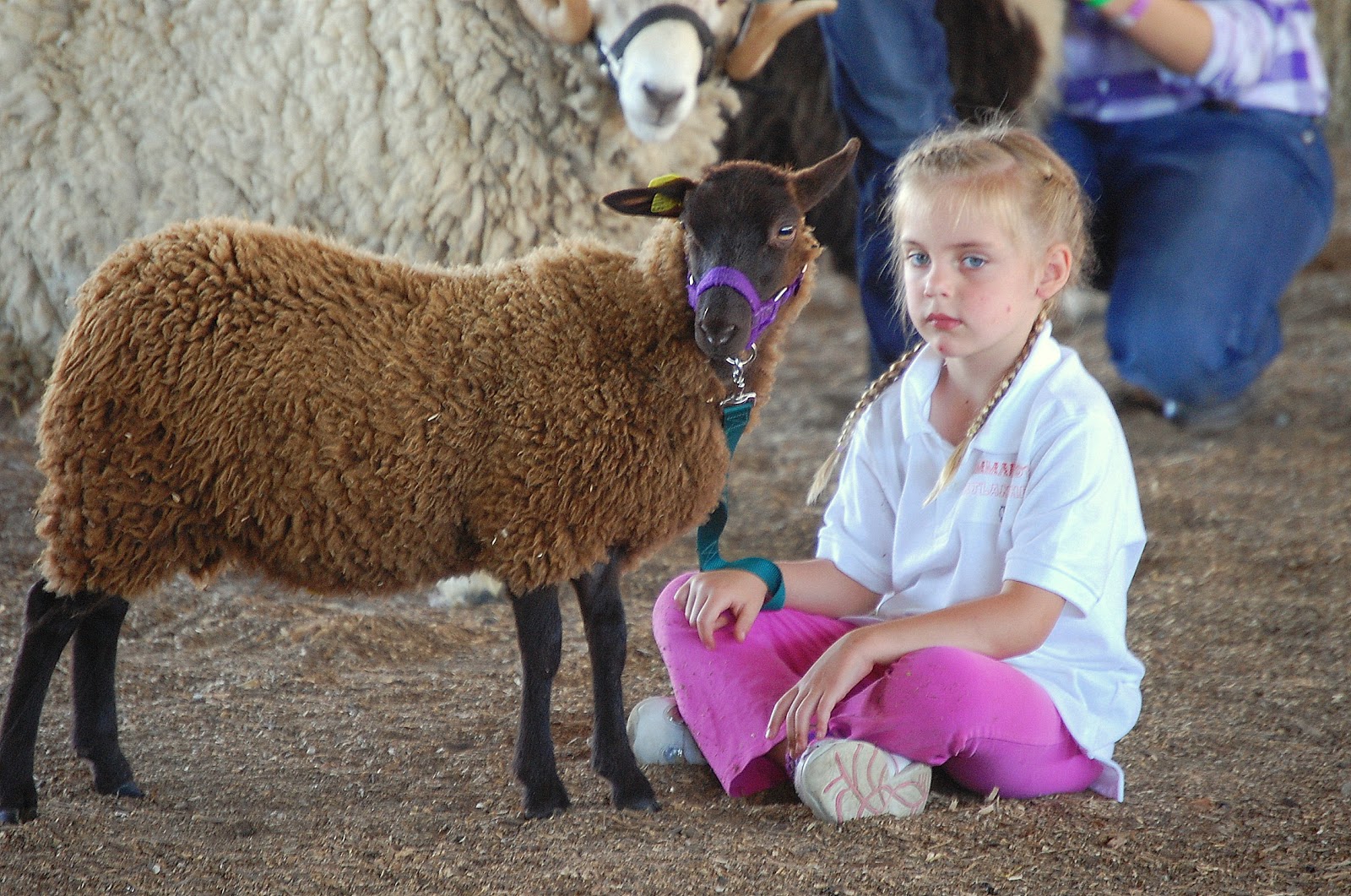 Crosswinds Farm Wisconsin Sheep and Wool festival