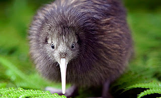 Why_Is_The_Kiwi_Bird_Endangered