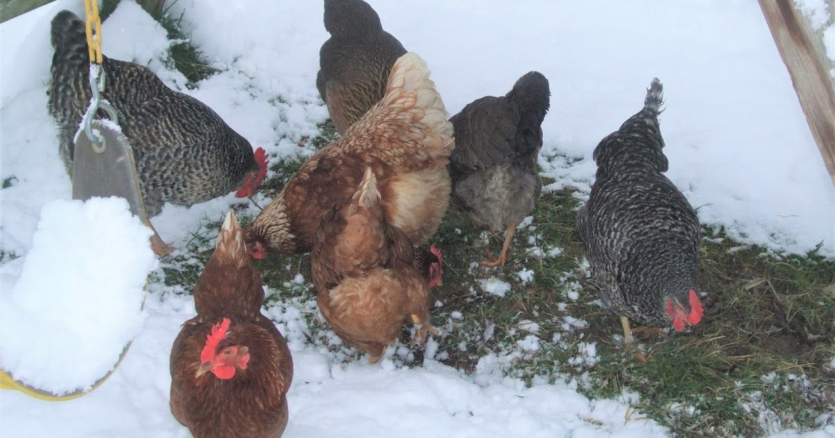 корм курам для несушек. несушка для курей. рацион кормления кур несушек. суточный рацион курицы несушки. нормы кормления кур несушек в домашних условиях мешанкой и зерном.