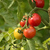 गमले में टमाटर कैसे उगायें || How to Grow Tomato in Pots