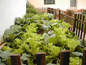 Saúde: Faça horta em casa