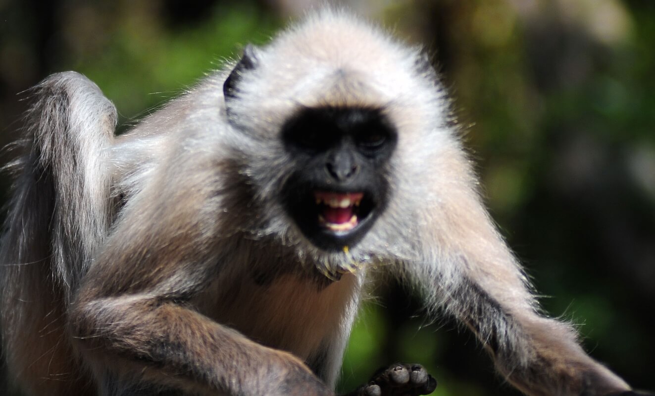 Southern Sasquatch Expeditions Animal Communications Infrasound Ultrasound