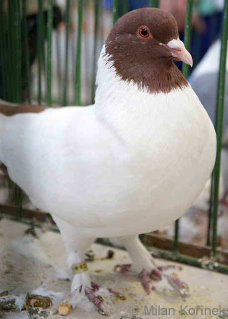 brown and white pigeons - pigeons pictures - homer pigeons