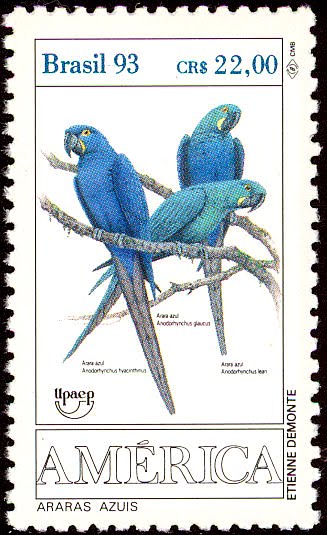 shukernature whatever happened to the purple macaw
