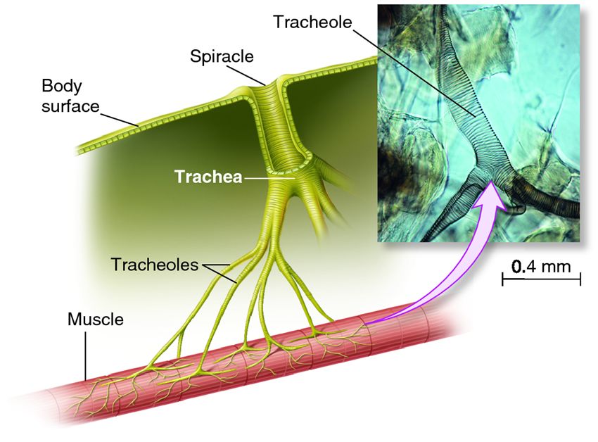 Sistem Pernapasan Serangga - JURNAL KU