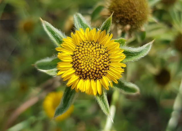 Panellis spinosa - Castañuela - Ojo de buey