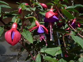 fuchsia plant, flowers, ciondolini, little bells