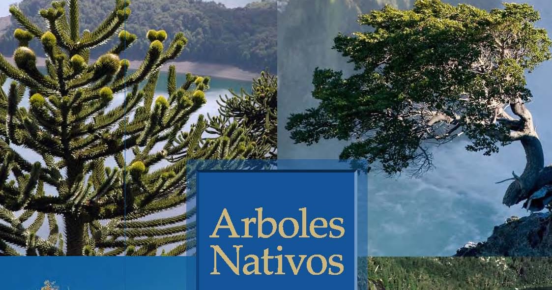 ARBOLES NATIVOS DE CHILE ENERSIS 盆栽 Bonsaido