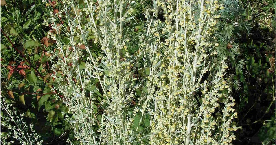 полынь 2002. полынь обыкновенная соцветие. Artemisia pontica. полынь вариегата. карри полынь.