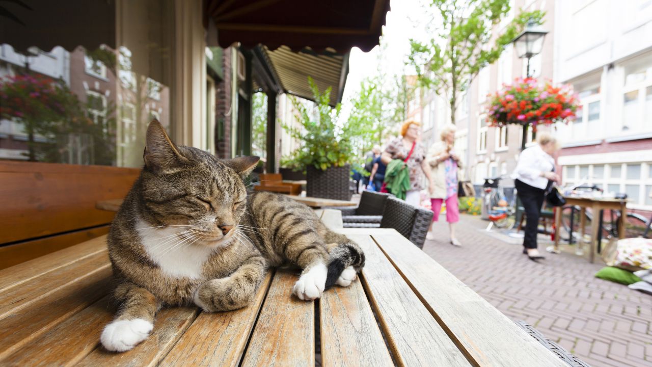 動物由来の4つの恐ろしい病気