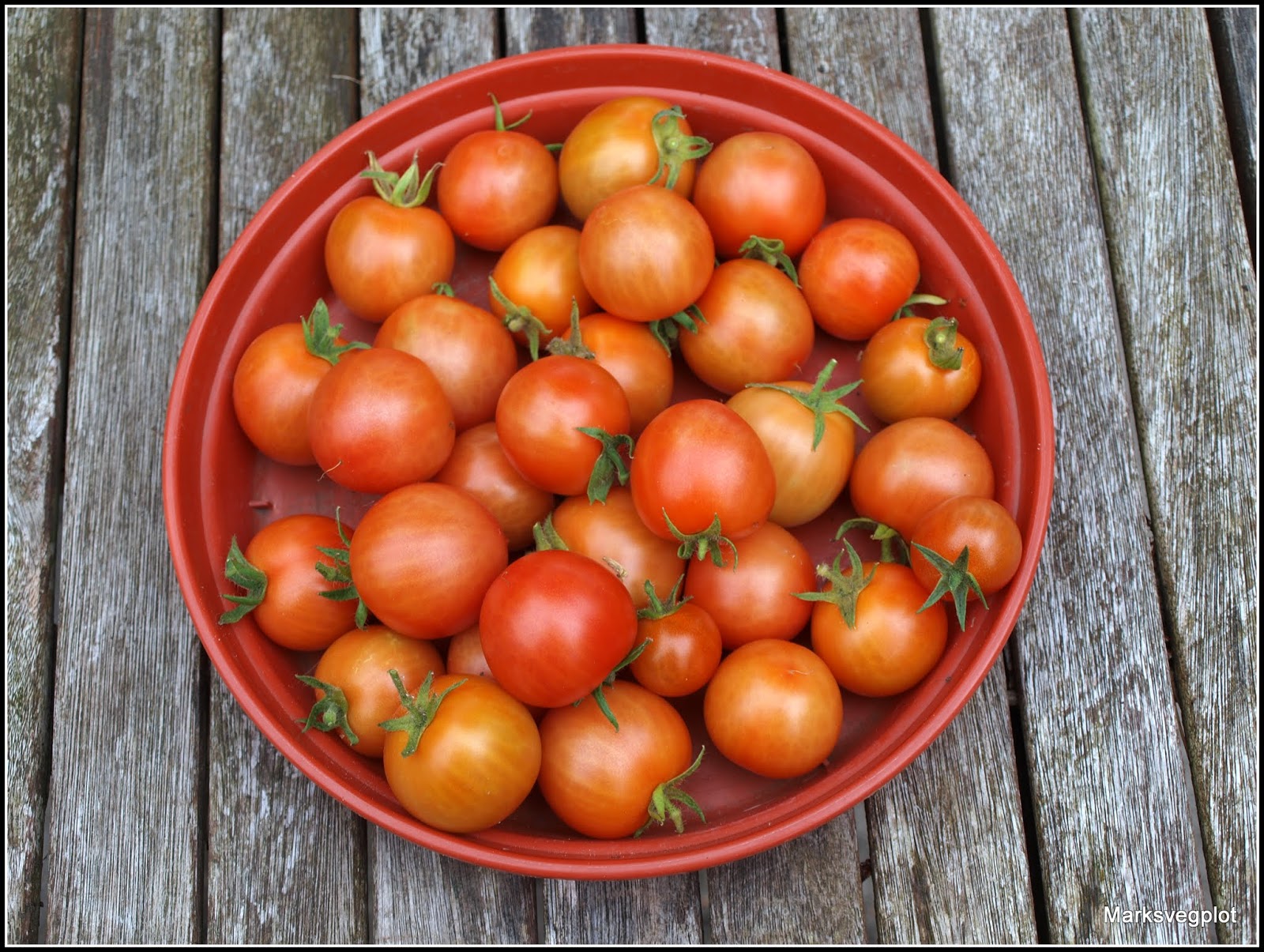 Mark's Veg Plot Harvesting tomatoes