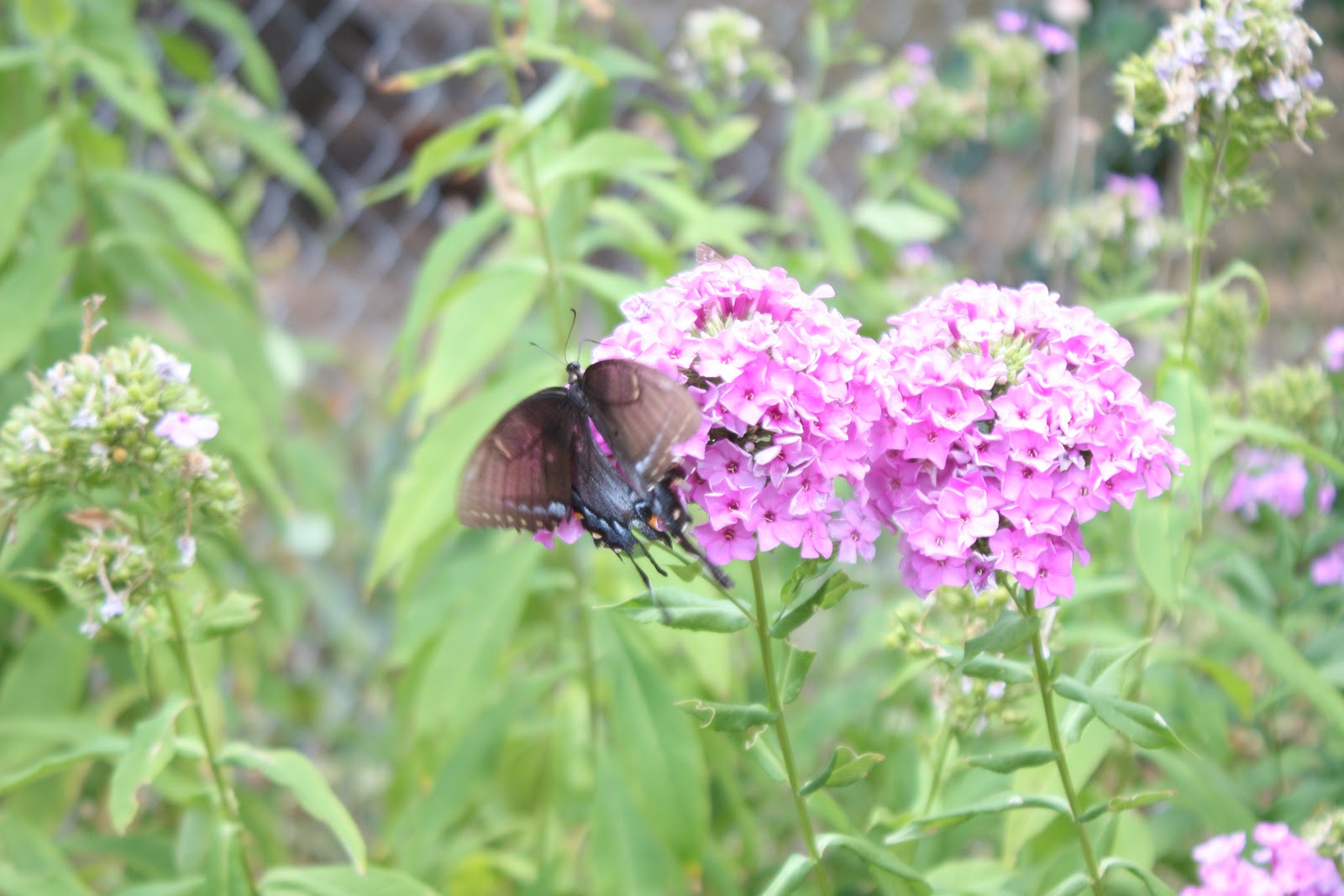 Oldfashioned flowers have the most butterfly nectar