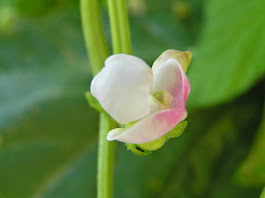 SUPERMACRO 2 FLOR DE JUDÍAS