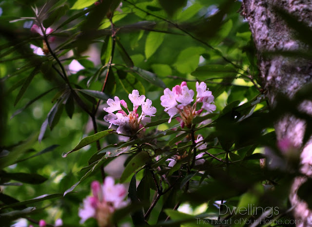 Mountain Rhododendron