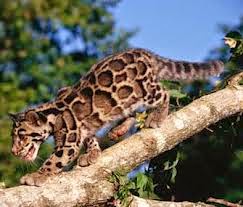 Endangered Species : All about clouded leopards