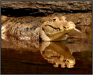 Spectacled Caiman.