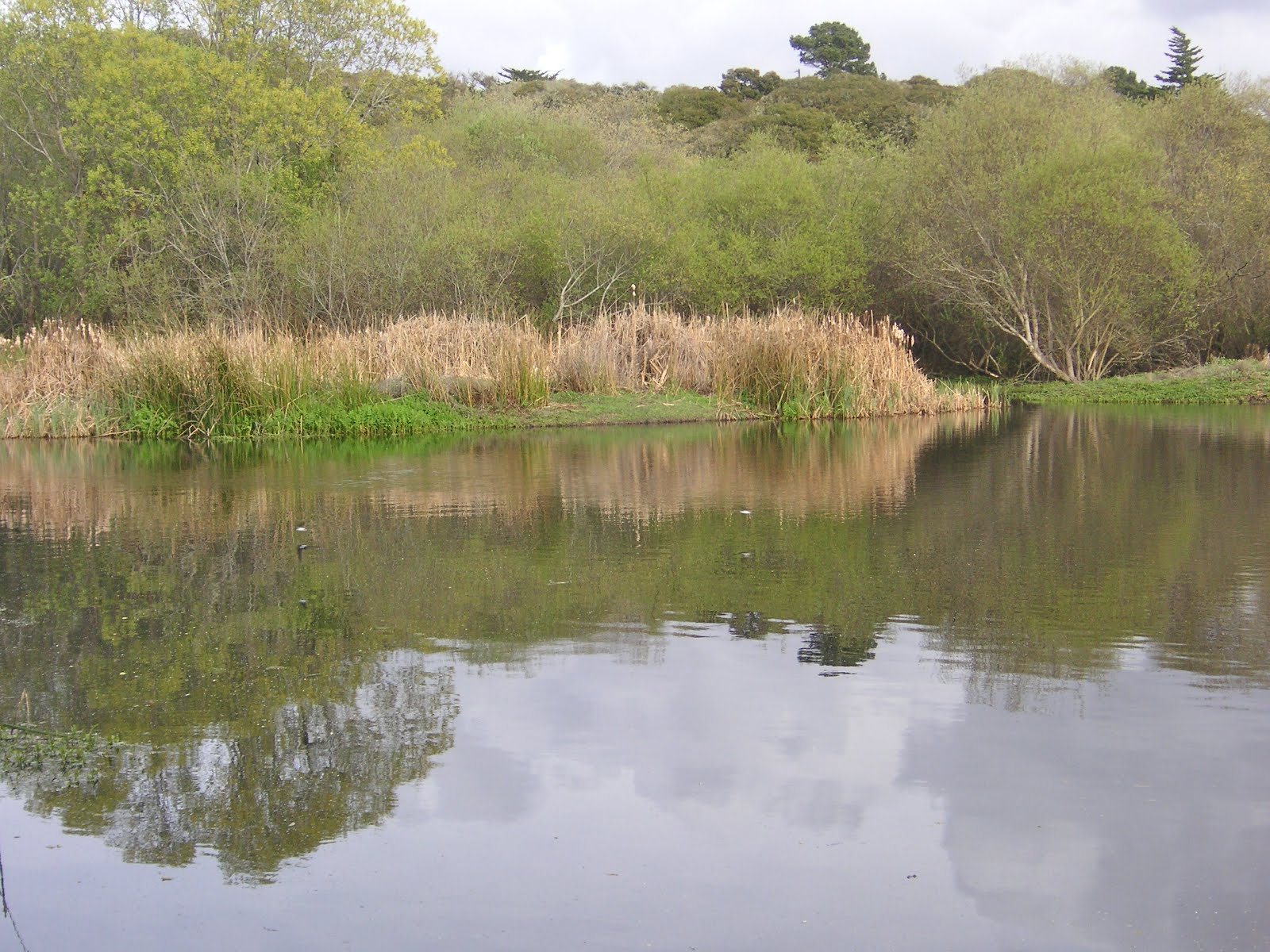 Nature ID habitat 03/18/12 Frog Pond Wetland Preserve