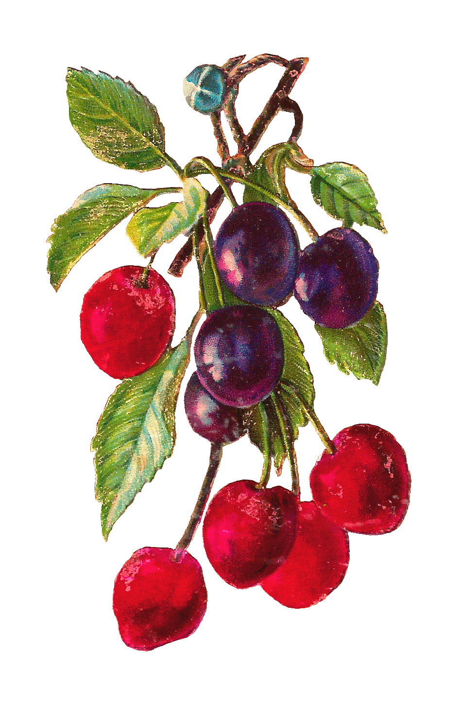 free clip art cherries fruit - photo #10