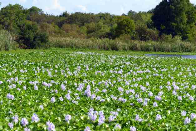 water-hyacinth.jpg