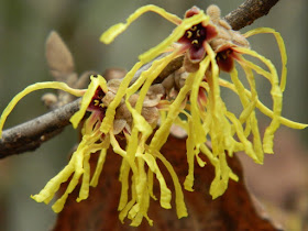 Hamamelis x intermedia "Arnold Promise" witch hazel multiple blooms by garden muses: a Toronto gardening blog