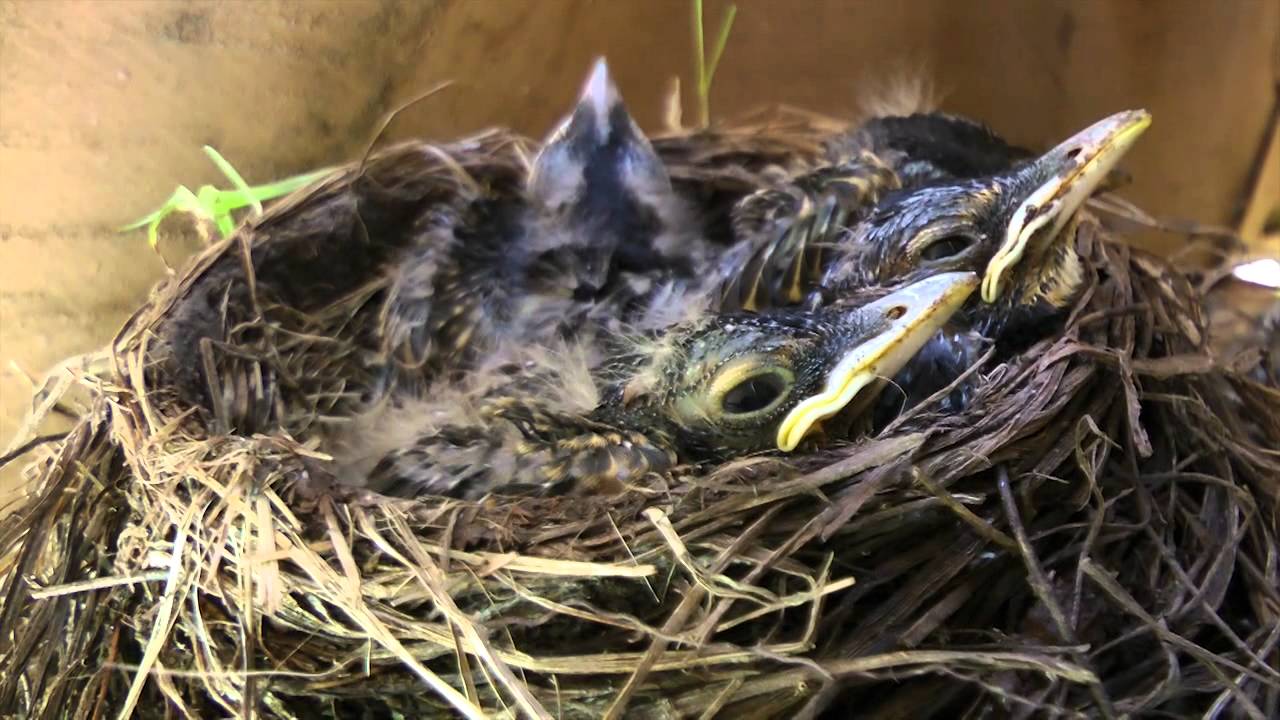 Bird In Everything: Cardinal Bird Eggs