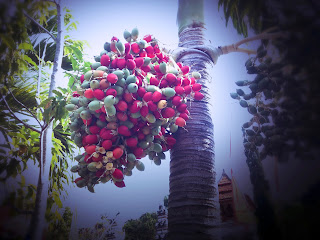 Fruits Of Roystonea Regia Of Garden Road At Brahmavihara Arama Monastery North Bali