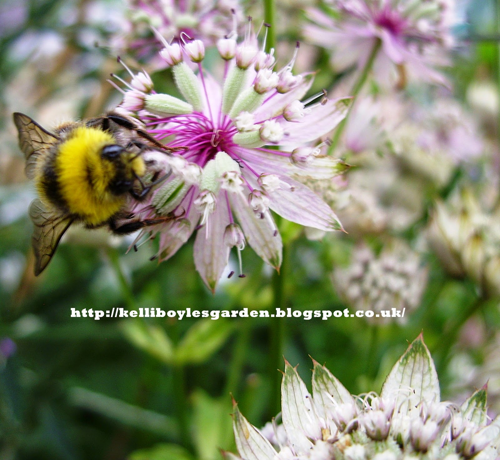 Kelli's Northern Ireland Garden August Flowers