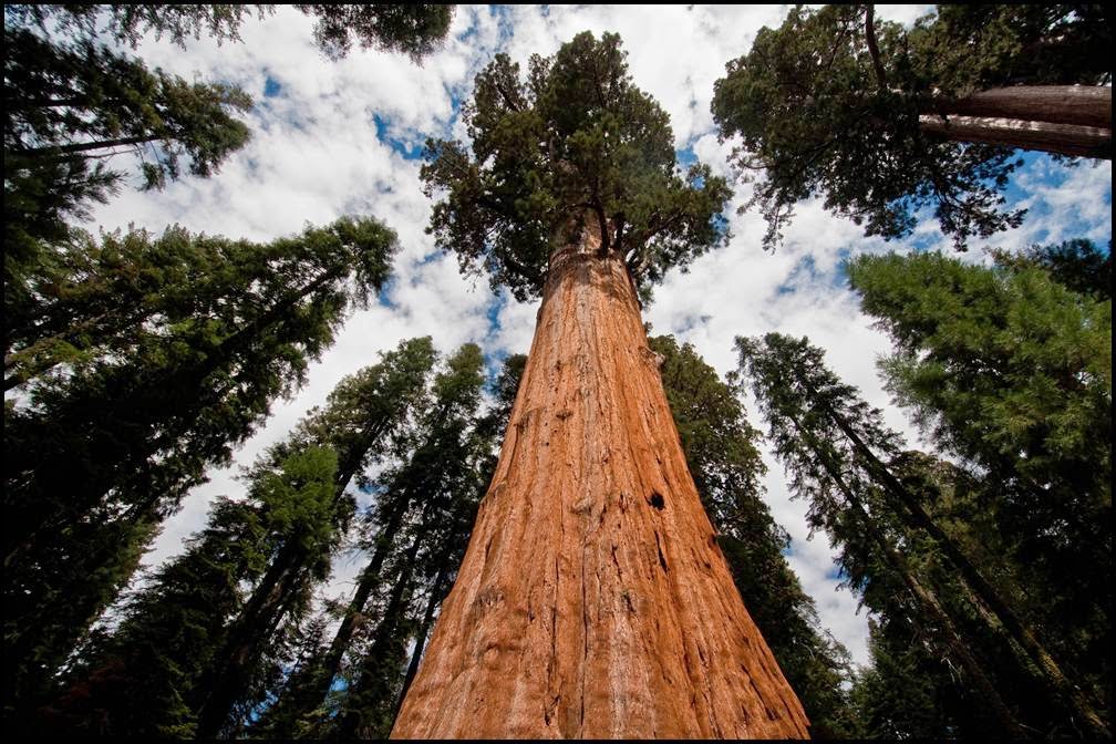 Giant Sequoia National Monument The forest with the largest tree in the world (Part 1