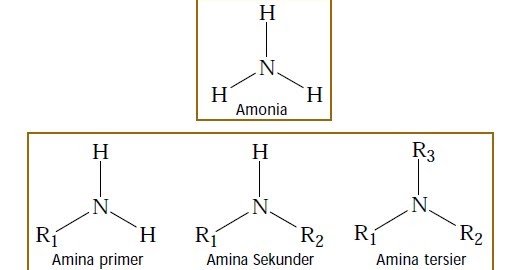 Pengertian Rumus Umum Dan Jenis Jenis Senyawa Amina Rumus Kimia