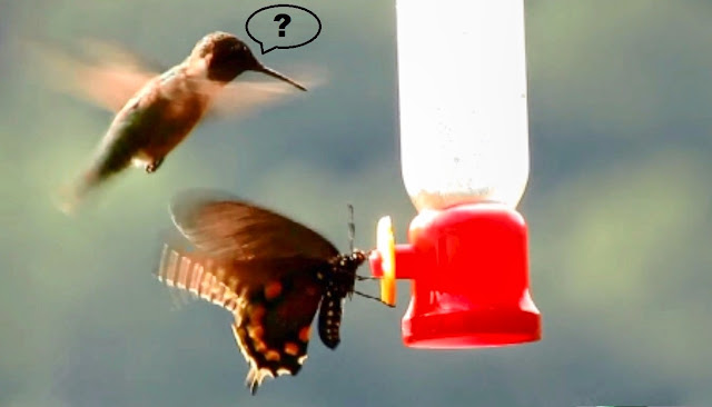 Swallowtail Butterfly Fights Ruby Throated Hummingbird