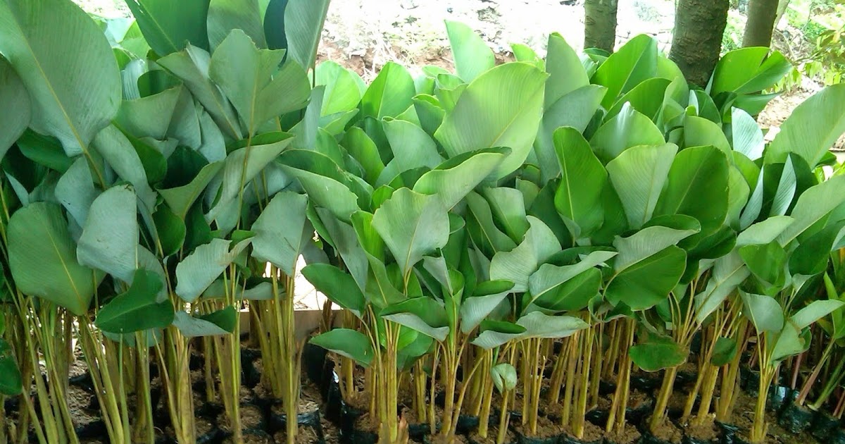 JUAL POHON PISANG KALATEA | JUAL TANAMAN HIAS MURAH | TUKANG TAMAN