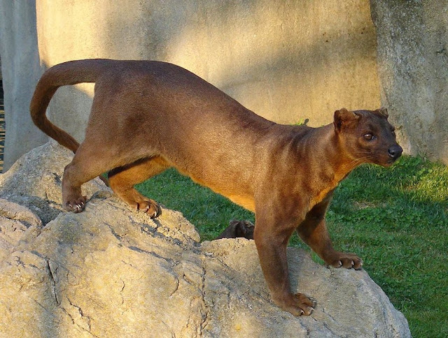 Gato fossa de Madagascar, animales extraños