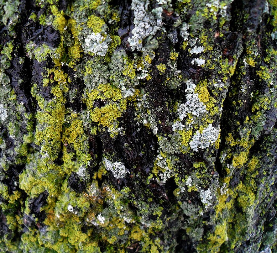 UNE NOUVELLE ESP CE DE LICHEN visual data 5