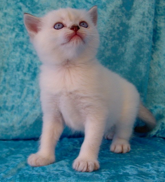 Britisch Kurzhaar (BKH) Kitten und Britisch Langhaar Katzenbabys: BKH