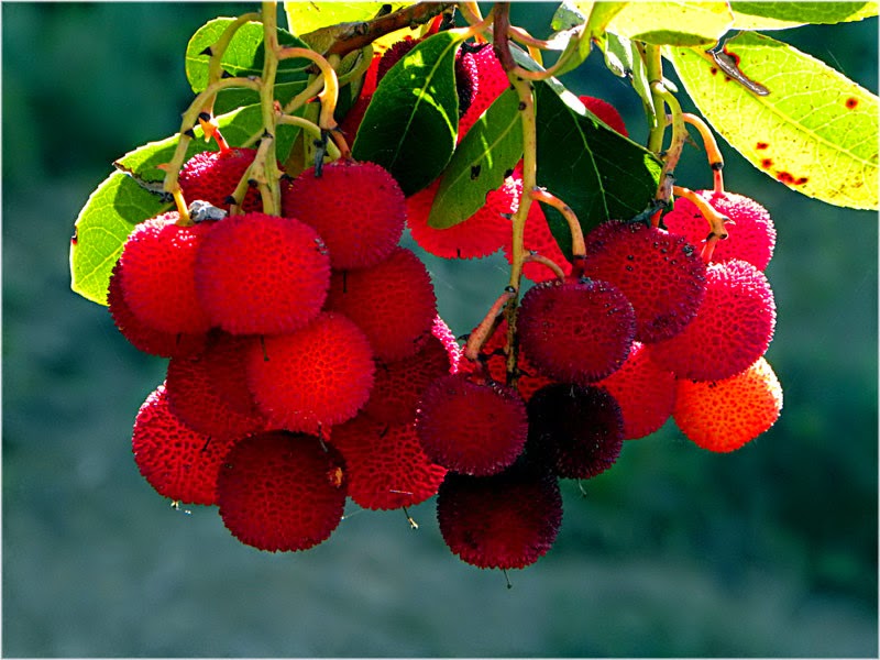 HUESCA Y LA SIERRA DE GUARA: MADROÑO Arbutus unedo Carl von Linné, 1753 ...