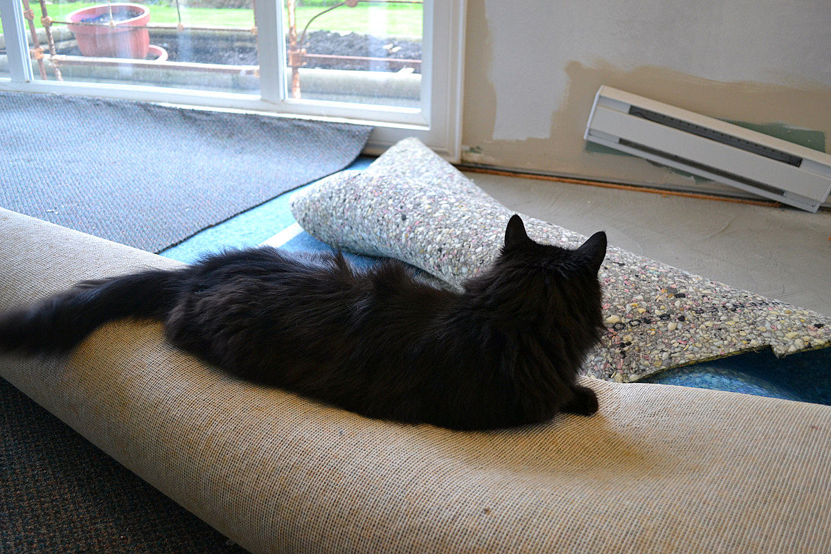 How To Keep My Cat From Tearing Up The Carpet at Elizabeth Evans blog